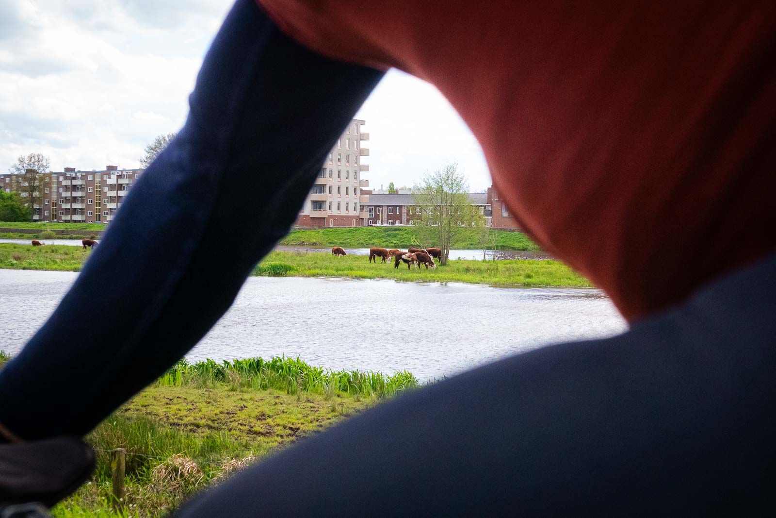 Door een fietser zie je koeien grazen op een eiland voor een stedelijk panorama