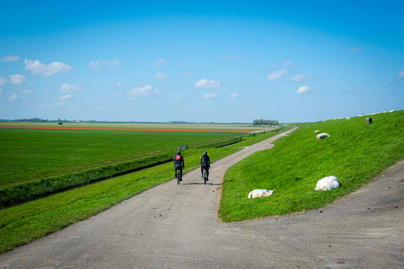 Twee fietsers van achteren rijden langs een dijk met schapen en nemen deel aan het ultra-wielerevenement Race om Nederland